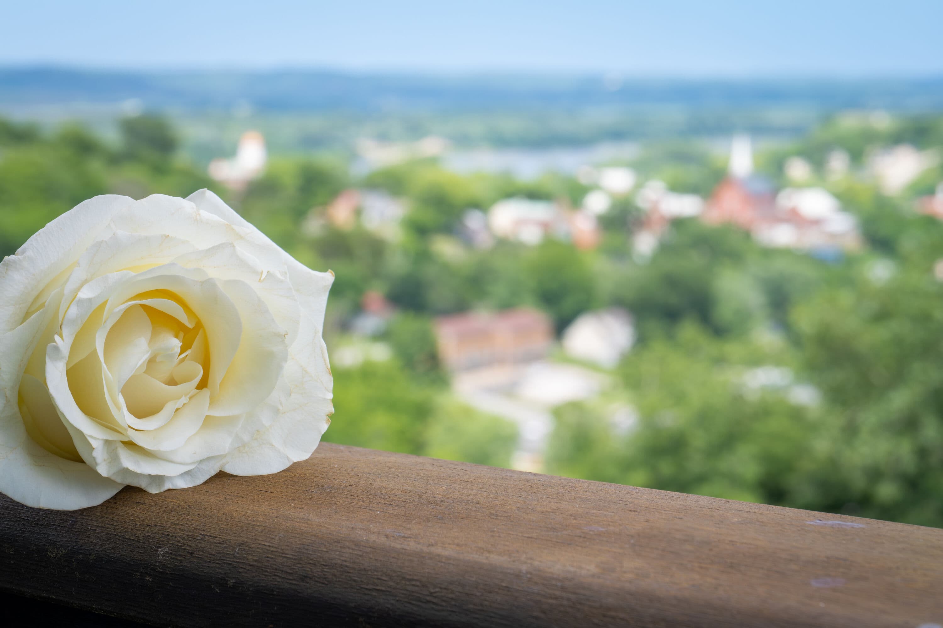 white rose on handrail with an out of focus view of a valley and blue skies