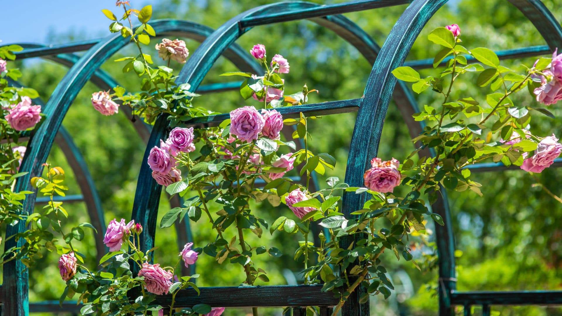 Pink roses climb a green trellis against a backdrop of greenery.