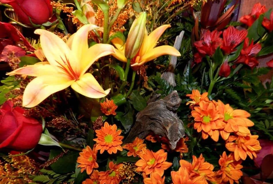 Close up view of flowers with fall colors