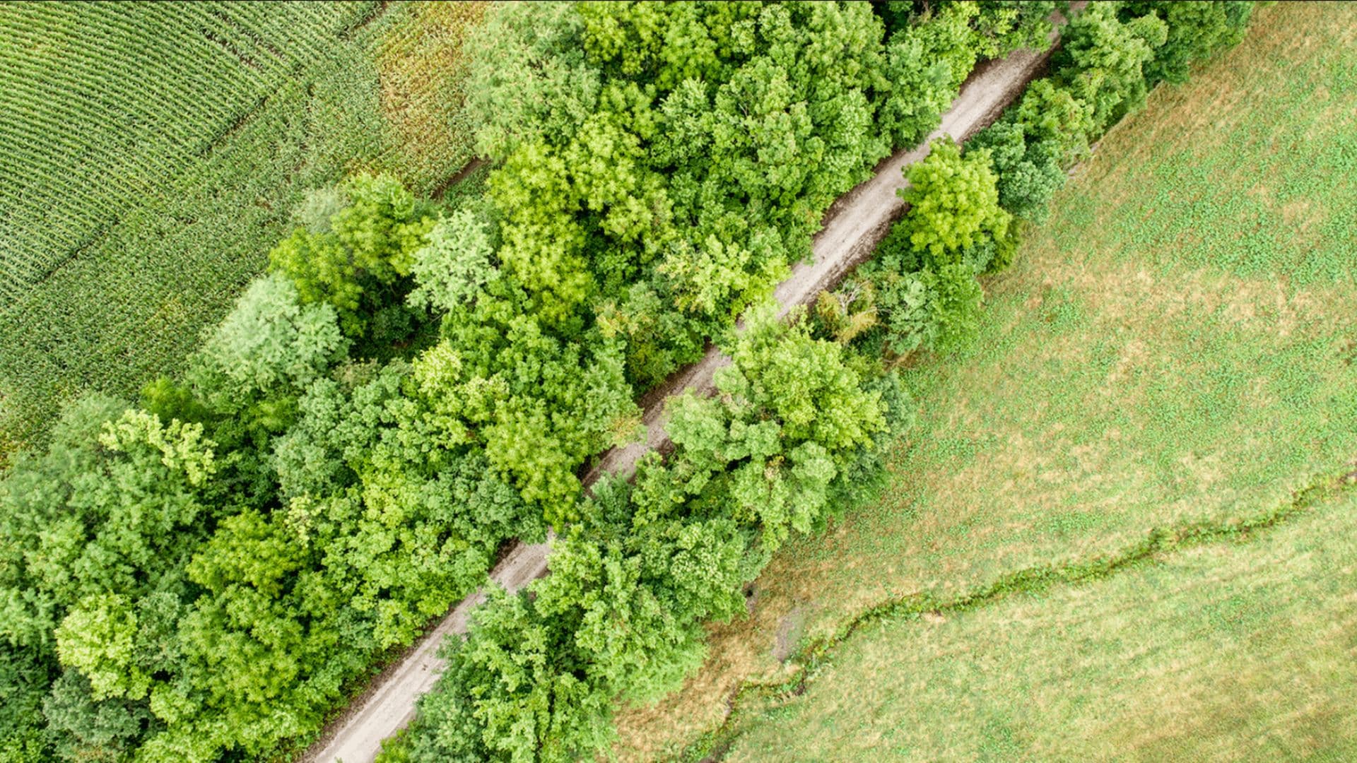 Aerial view of a winding dirt path bordered by dense green trees and fields.