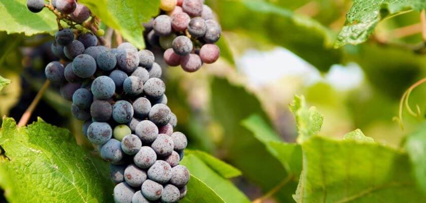 A cluster of ripe grapes on a vine surrounded by green leaves.