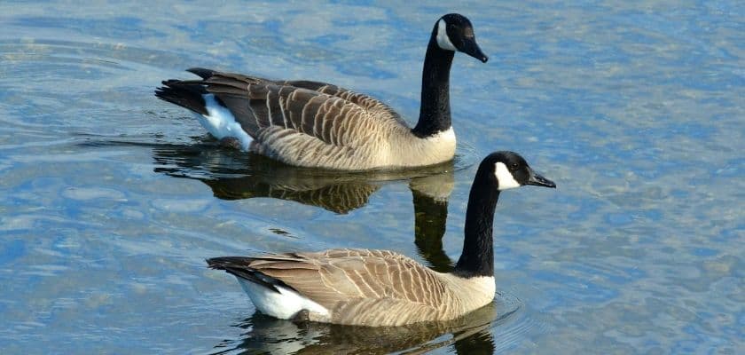Two Canadian geese swimming in calm water.