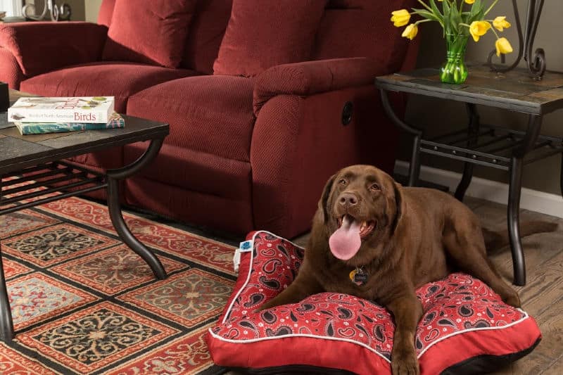 A happy brown dog lies on a red patterned dog bed in a cozy living room.