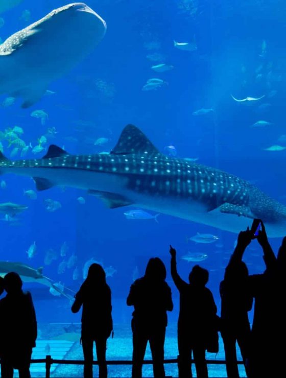 Black silhouette of a crowd of people observing the sea life in a giant indoor aquarium
