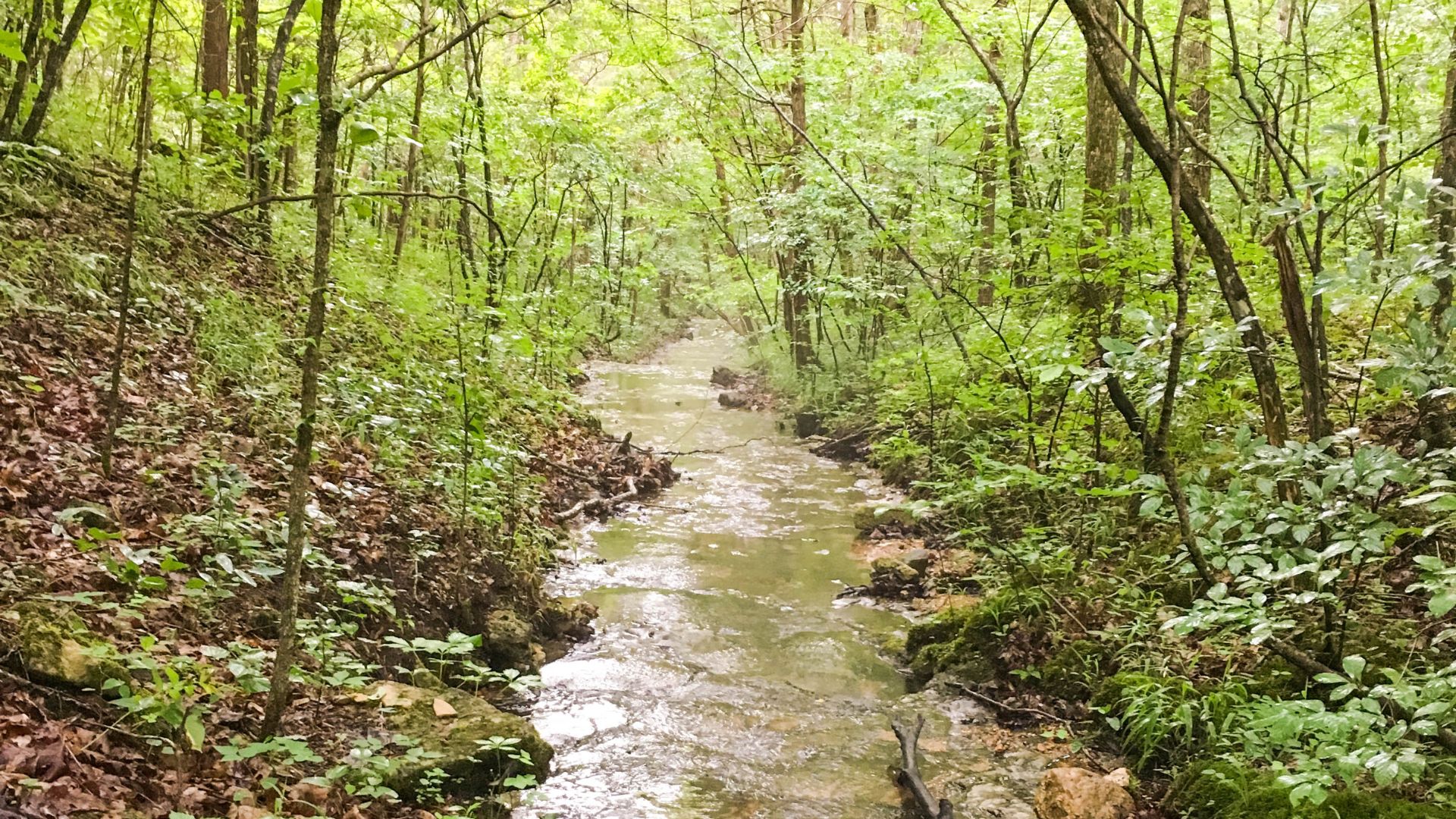 Rippling creek in the springtime surrounded by trees sprouting new green growth.