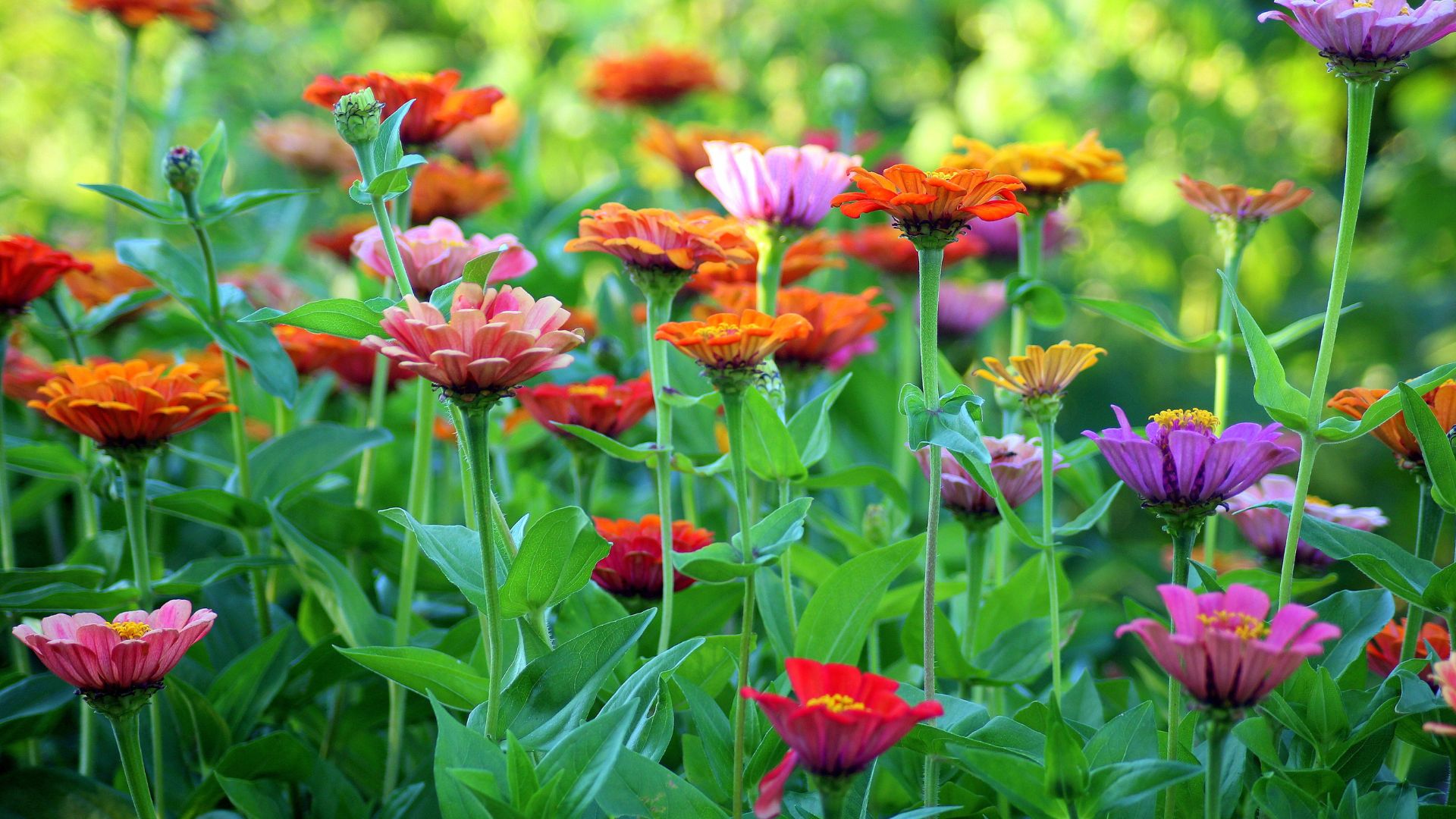 Bright, colorful flowers in purple, pink, and orange