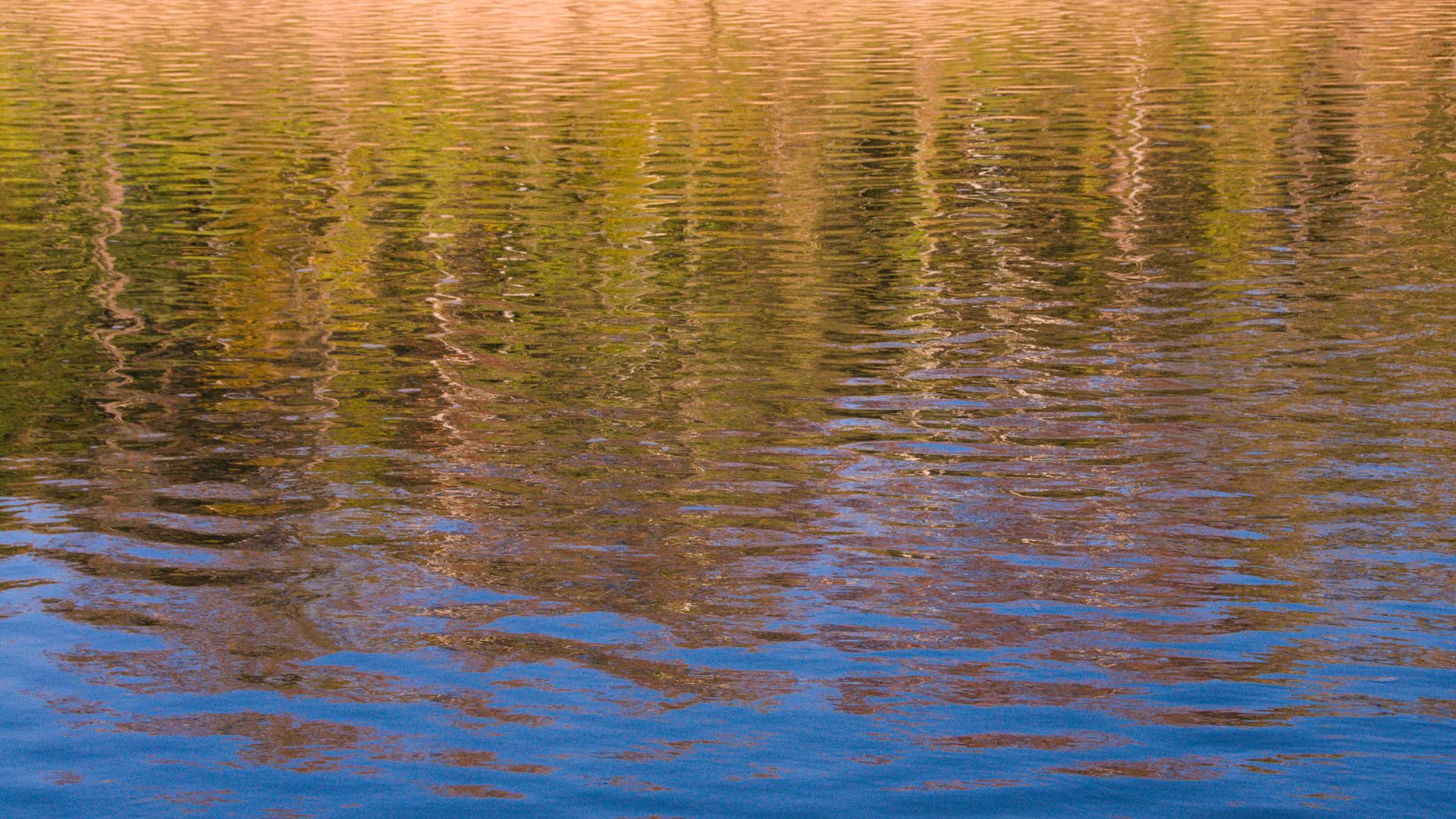 Blurry reflections of the trees in ripples of water 