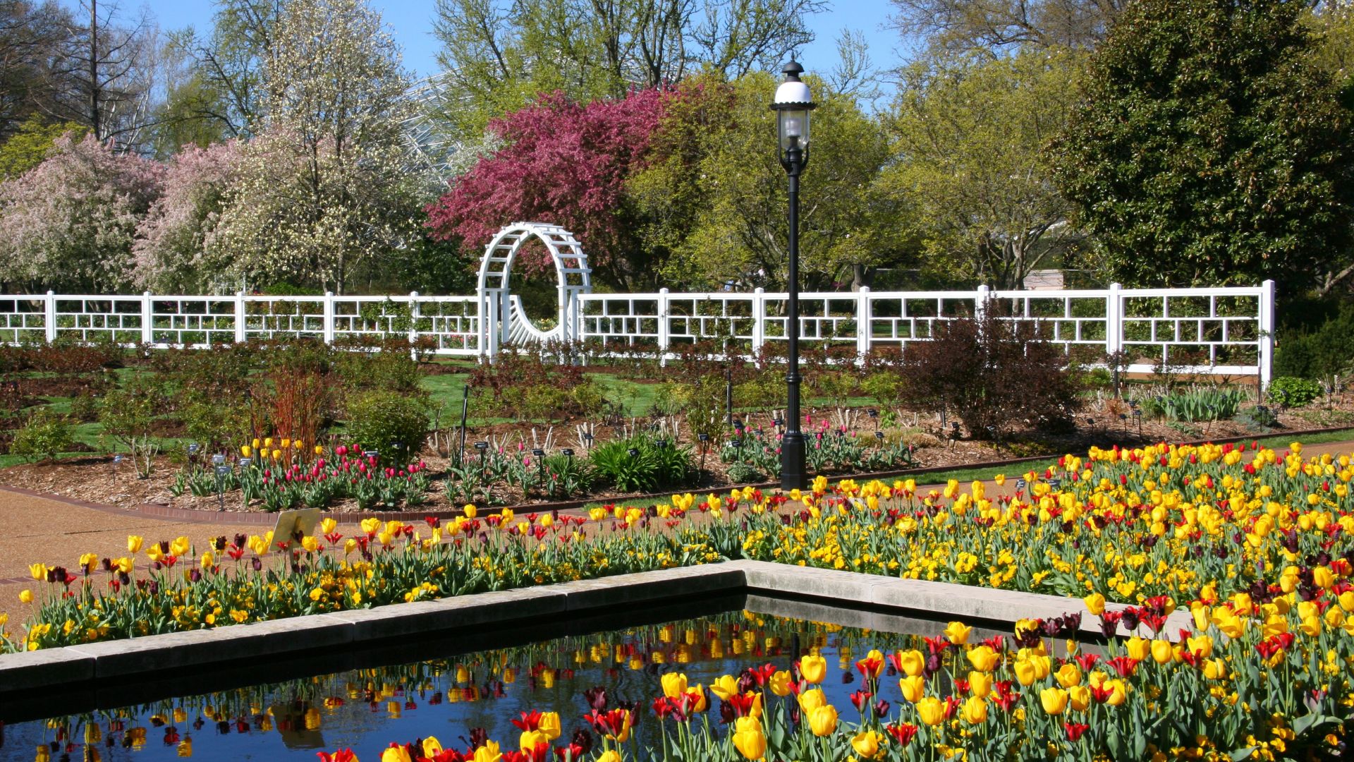 Red and yellow tulips surround a small reflection pond. A white fence and arbor beyond contrast the flowering trees at the Botanical Garden in St. Louis.