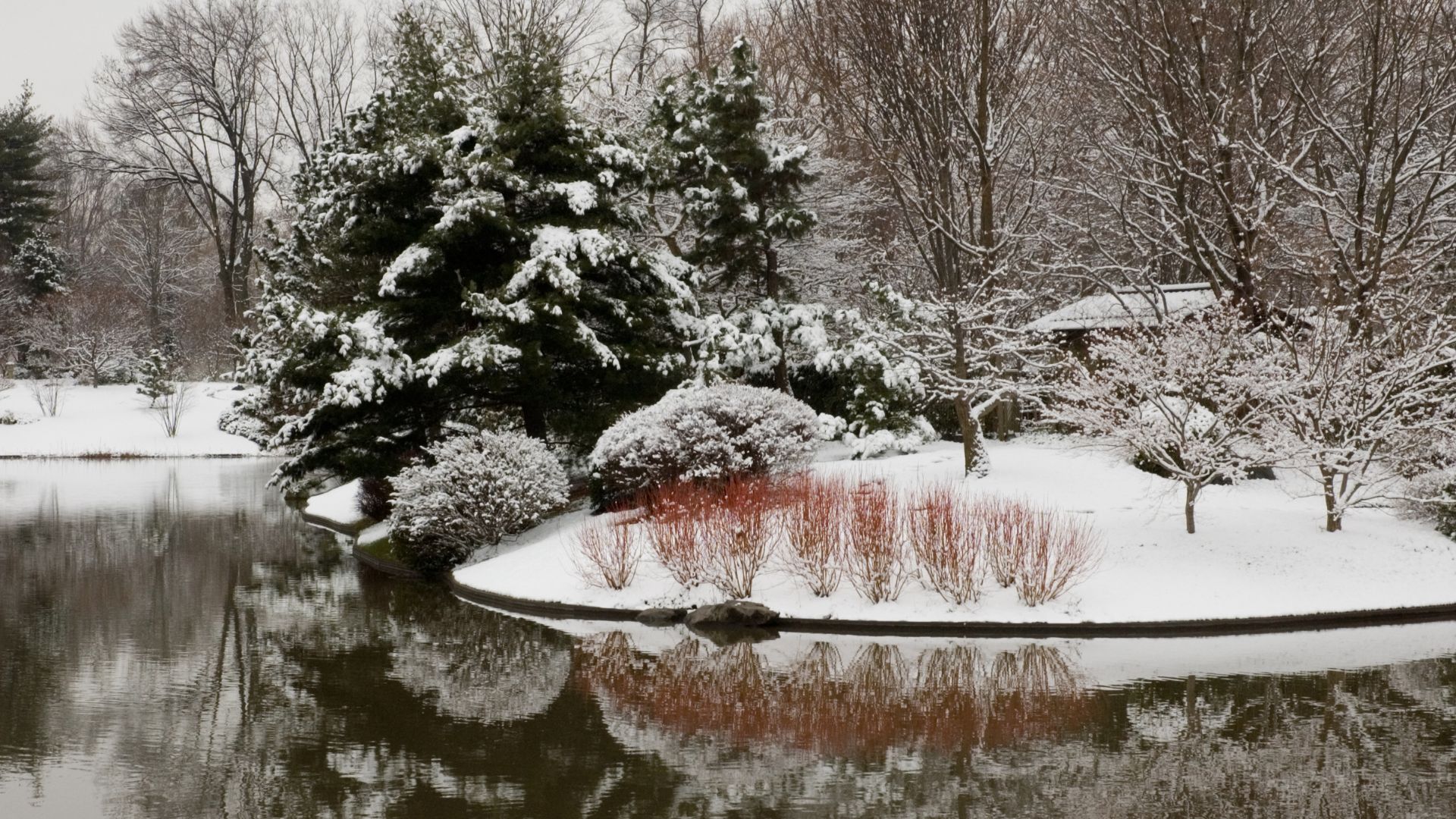 Japanese Garden in the wintertime, a small lake surrounded by snow-topped ground and snow-capped evergreen and deciduous trees.