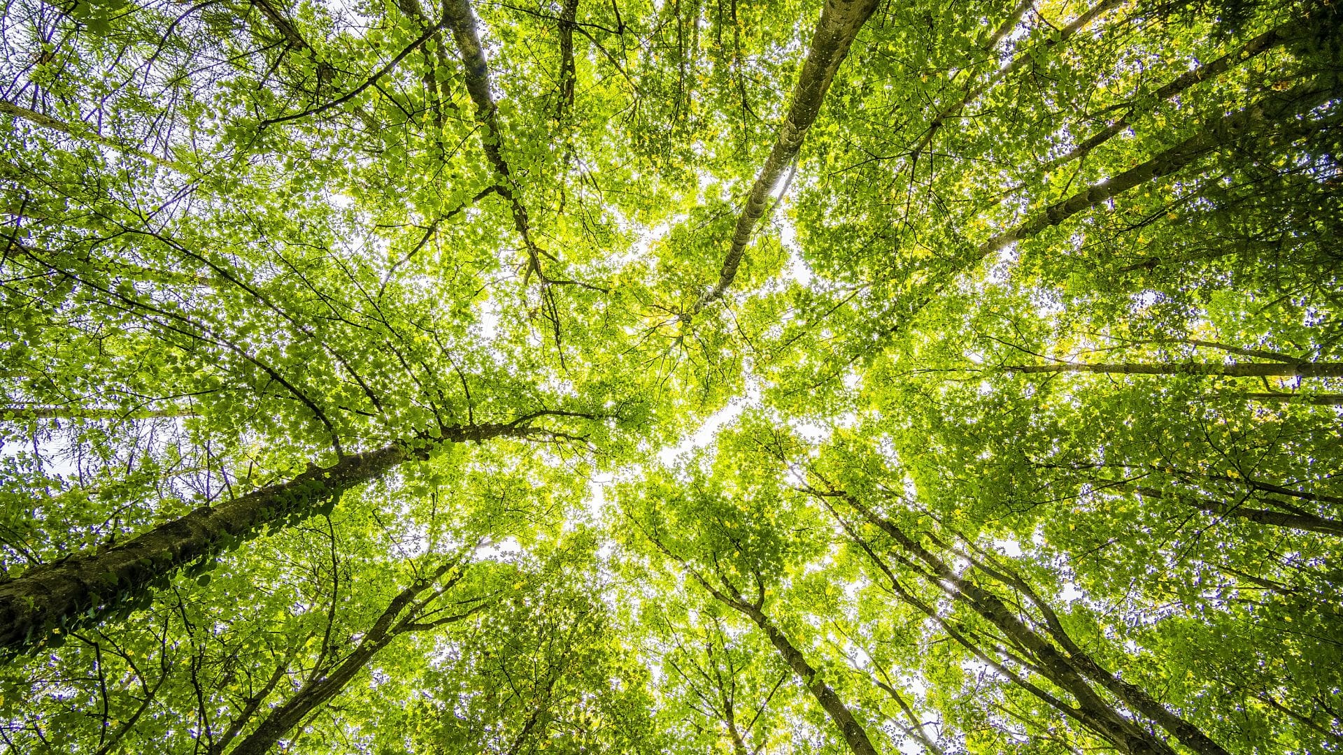 Looking straight up at a canopy of bright green tree tops from the forest floor