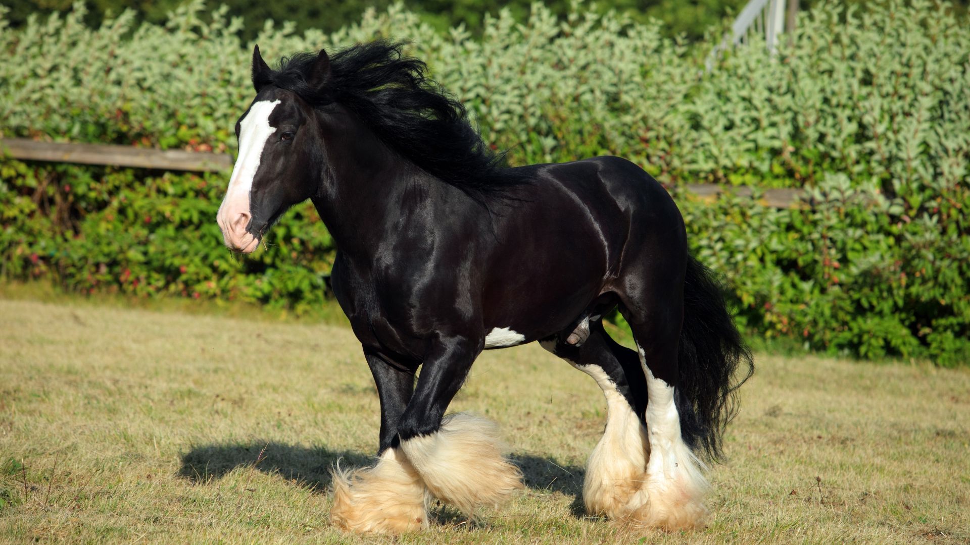black shire horse running free in a field with berry bushes and a fence behind it