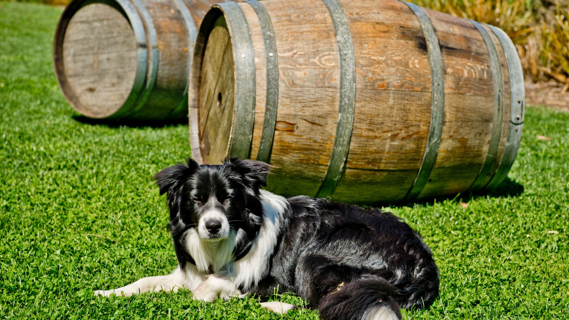 Black and white border collie lying in the grass next to two wine barrels