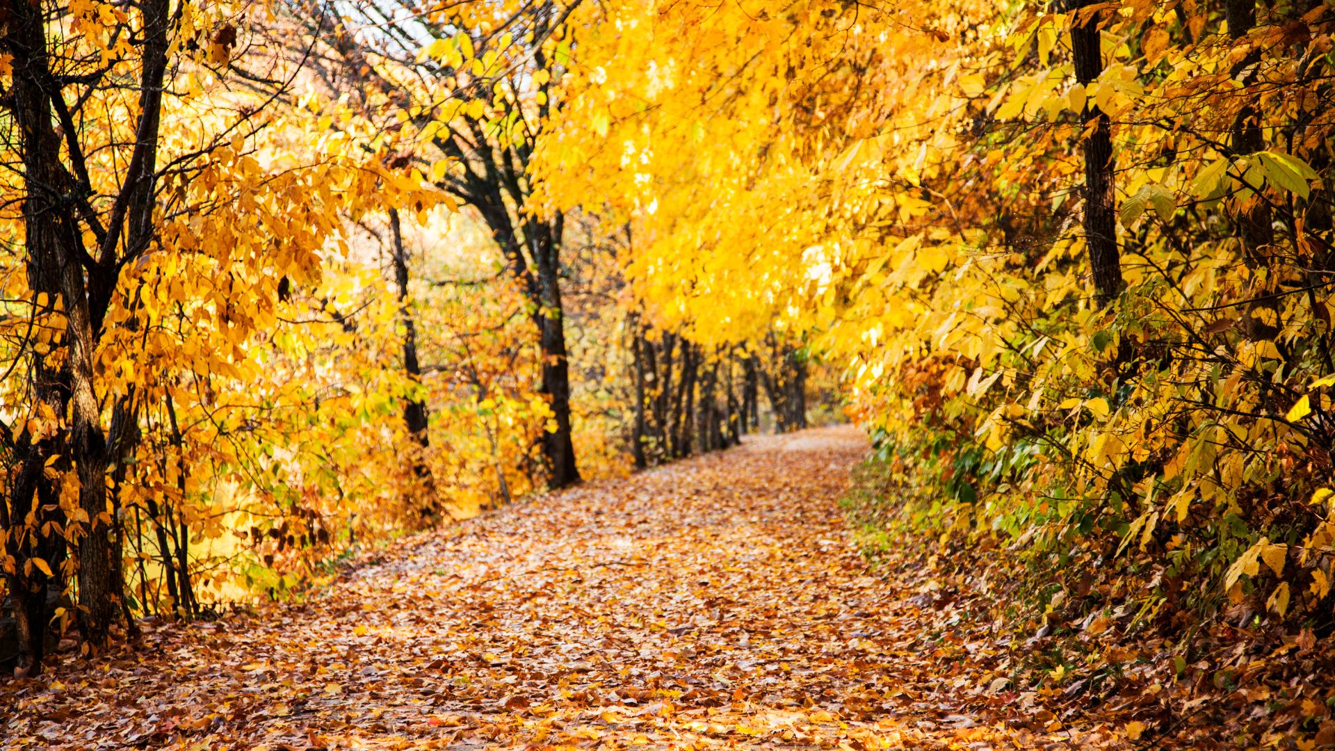 Walking path covered in fallen fall leaves and surrounded by trees with golden fall foliage.