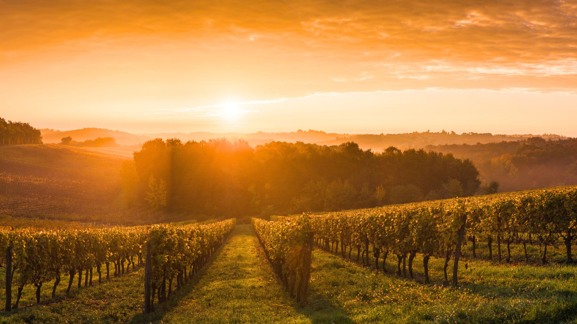 gorgeous hazy golden sunset over forests and fields with rows of grapes growing in a vineyard